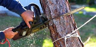 Best Tree Disease Treatment  in Chesterton, IN