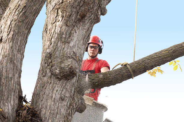 Professional Tree Services in Chesterton, IN